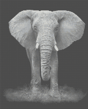 Black & White Elephant - 5D Diamond Painting Kit