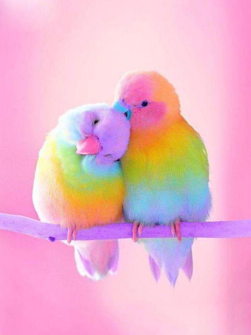 Rainbow Love Birds - 5D Diamond Painting Kit