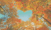 Autumn Love Canopy - 5D Diamond Painting Kit