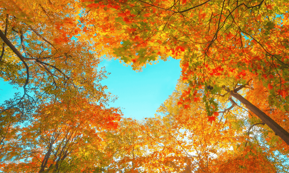 Autumn Love Canopy - 5D Diamond Painting Kit