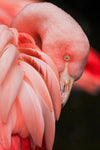 Dance the Flamingo - Hard to Do - 5D Diamond Painting Kit