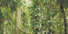 Daintree Enchantment - 5D Diamond Painting Kit