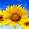 Vibrant Sunflower - 5D Diamond Painting Kit