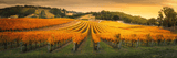 Expansive rows of orange and golden-leaved plants in outdoor rural landscape