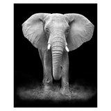 Front-facing black and white elephant portrait in grey and white tones