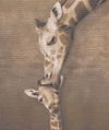 Love of the Giraffe - 5D Diamond Painting Kit