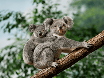 Koala Family - 5D Diamond Painting Kit