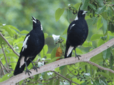 Two black-and-white magpies on a branch, one with its beak open